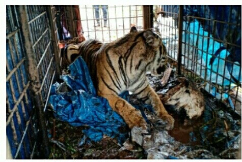 BKSDA Evakuasi Harimau Sumatra dari Inhil ke Sumbar