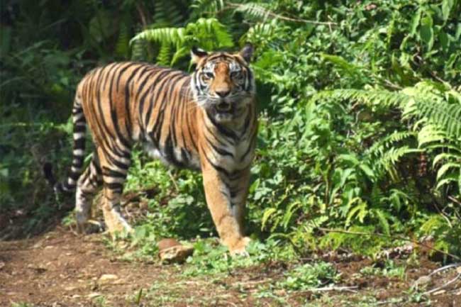 Harimau Sumatera Terjebak di Kawasan Sumur Minyak PT Chevron 