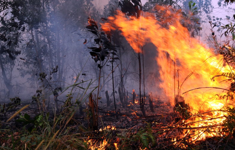Satu Hektar Lahan di Rohul Hangus Dilalap Api