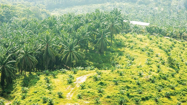 Diduga Ubah Hutan Jadi Kebun Sawit, PT PAA Dipanggil Polda Riau