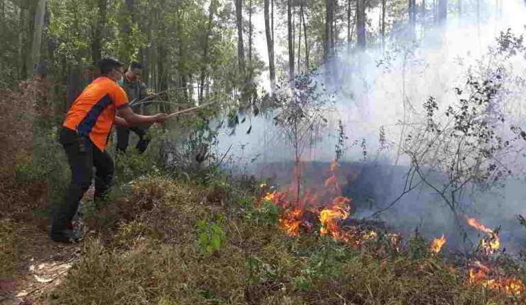Polisi Tangkap Tersangka Pembakaran Hutan Bermodal Korek Api di Kabupaten Solok
