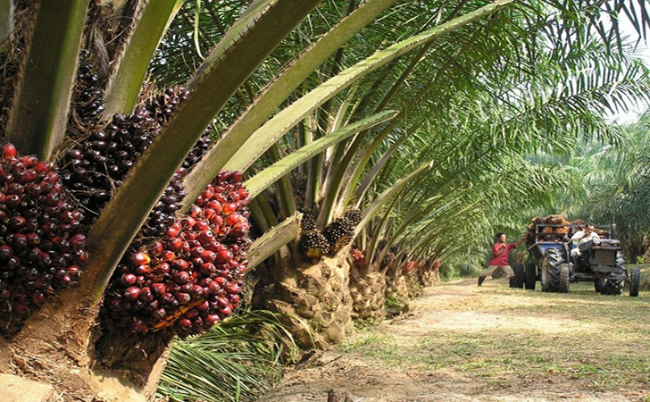 Dukung Inpres, Wagubri : Tak Akan Beri Izin Baru untuk Kebun Sawit di Riau