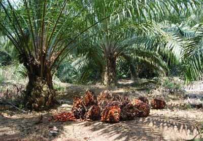 Tim Satgas Kebun Ilegal Dibentuk Gubri Bukan untuk Tertibkan Petani Sawit Kecil Tak Berizin