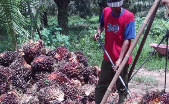 Riau Perjuangkan Dana Bagi Hasil Sawit ke Pusat
