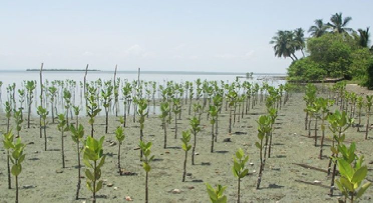 Riau Dapat Kuota 15.000 Hektare Penanaman Mangrove dari Kementerian LHK 
