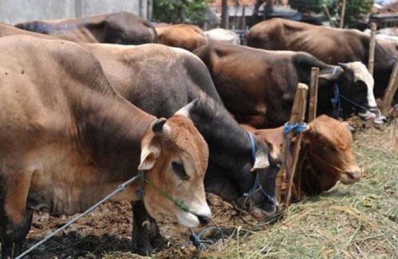 PWI Riau Sembelih 2 Ekor Sapi Kurban dan 2 Ekor Kambing