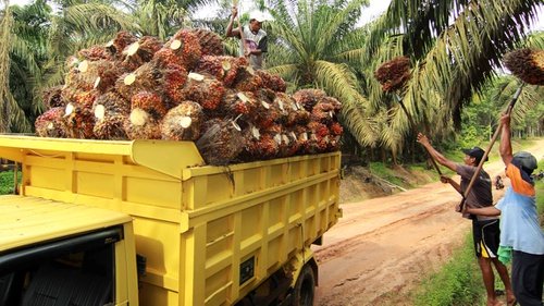 Efek Kemarau Panjang Tahun Lalu Akibatkan Produksi Sawit 2020 Menurun