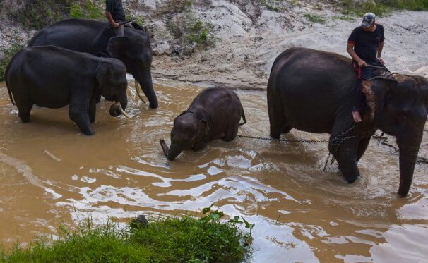 BBKSDA Riau akan Pindahkan Pusat Latihan Gajah di Minas ke Hutan Talang Bengkalis, Ini Sebabnya