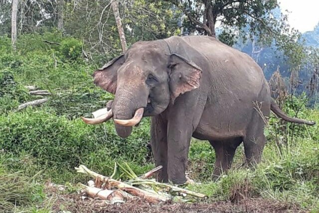 Konflik dengan Manusia, Gajah Sumatera Berpotensi Alami Kepunahan