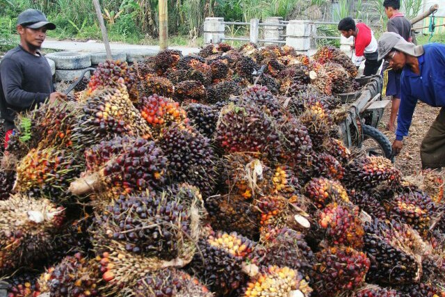 Harga TBS Sawit di Riau Rp 1.357,66, Turun Dibanding Minggu Lalu 