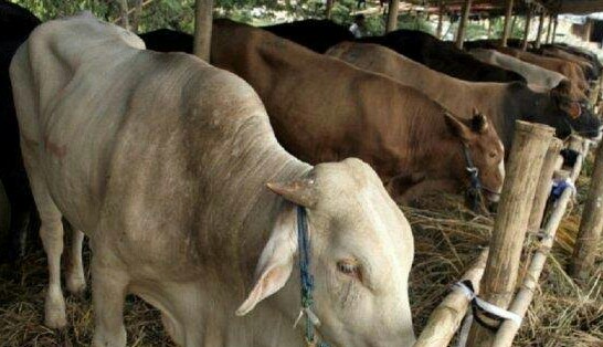 Gubri Akan Ikut Saksikan Penyembelihan Hewan Qurban PWI 