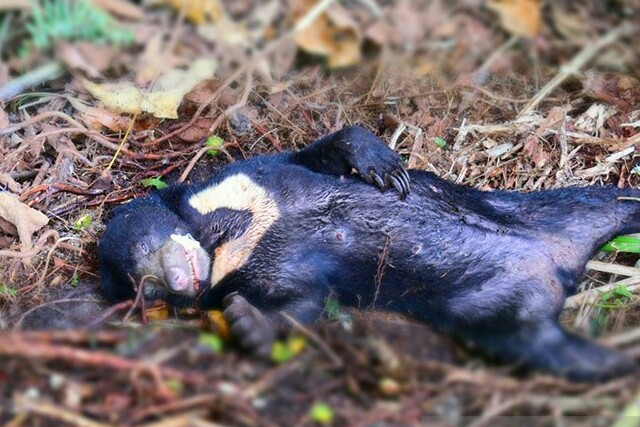 Beruang Madu Mati Terjerat Tali Nilon di Kebun Masyarakat Senepis Dumai