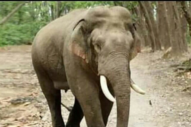 Gajah Riau Sumatera Masuk Kebun Warga Akibat Karhutla, BBKSDA Riau Masih Terus Pantau