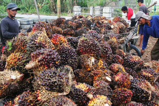 Harga TBS Sawit di Riau Naik Rp 47,95/Kg Sepekan ke Depan