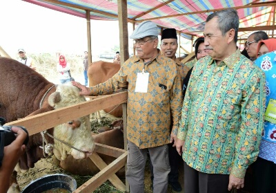BukaÂ KTNA di Kuansing,Â Gubri Ingin Kurangi Ketergantungan Sapi Potong dari Daerah Lain