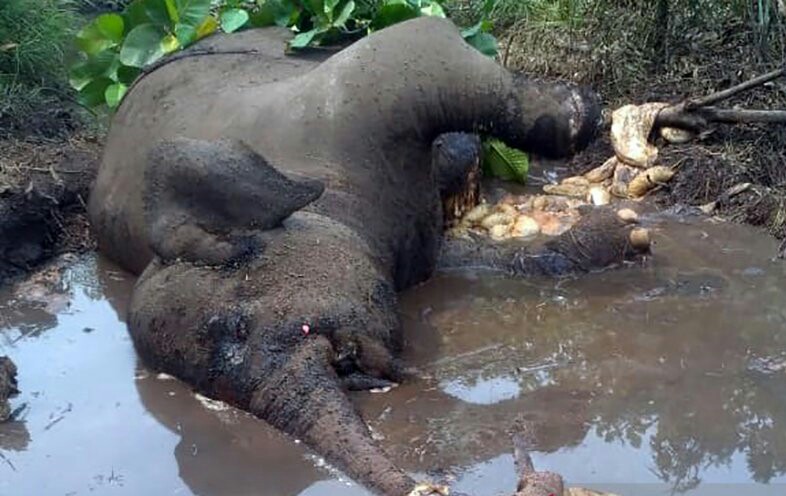 Diperkirakan Sudah Mati Beberapa Hari, Bangkai Gajah Berkaki Buntung Ditemukan Membusuk di Bengkalis