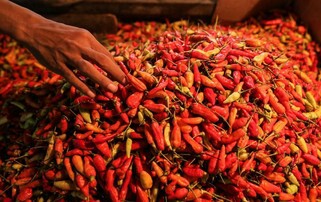 Harga Cabai Rawit Makin 