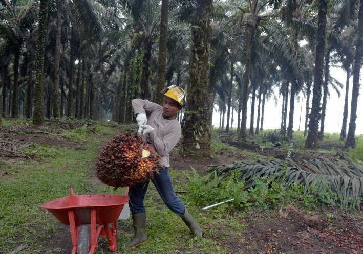 Harga TBS Sawit di Riau Naik Jadi Rp 1.448,02/Kg