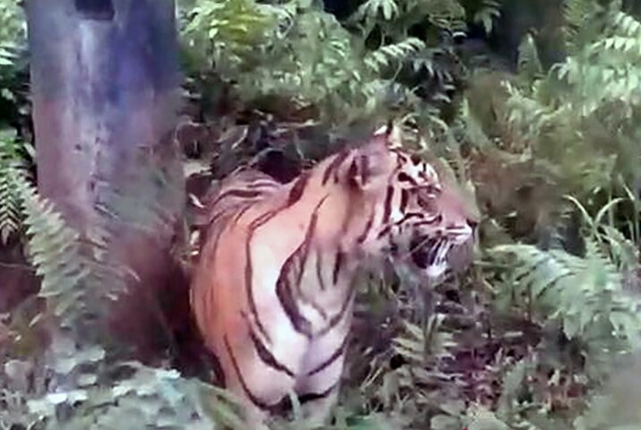 BBKSDA Riau Benarkan Harimau Sumatera Berkeliaran Dekat Fasilitas Minyak di Siak
