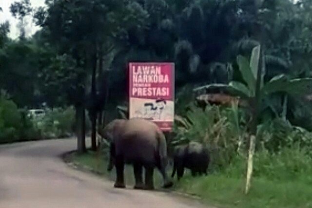 Habitat Makin Punah, Dua Ekor Gajah Sumatera Liar Berkeliaran Dekat Polsek Mandau