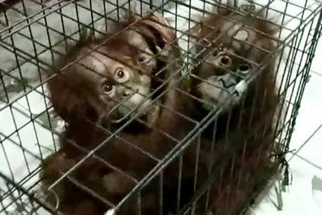 BBKSDA Riau Duga Induk Bayi Orangutan yang Ditelantarkan Mati Dibunuh
