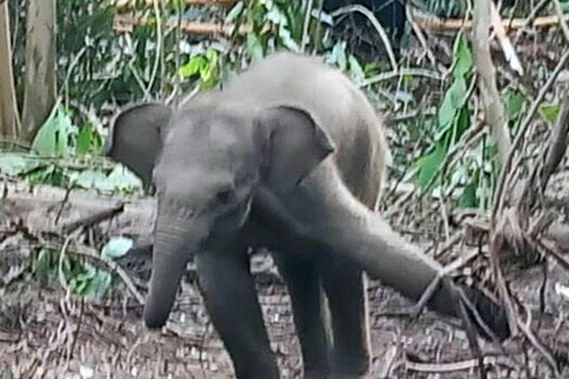 BBKSDA Riau Kembali Selamatkan Bayi Gajah Sumatera Liar yang Terjerat di Konsesi HTI