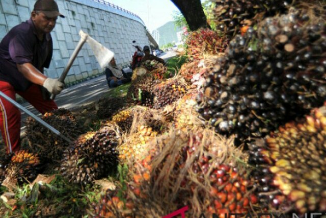 Harga Sawit di Riau Naik Rp123,97/Kg Jelang Natal