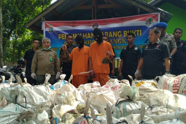 Polda Riau Tetapkan Dua Tersangka yang Akan Selundupkan 6.000 Ekor Belangkas ke Malaysia