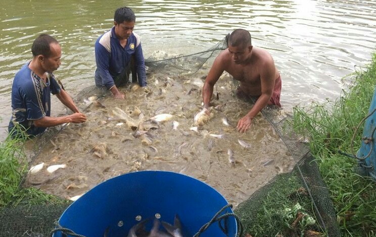 Gubri Sebut China Tertarik dengan Ikan Patin Riau