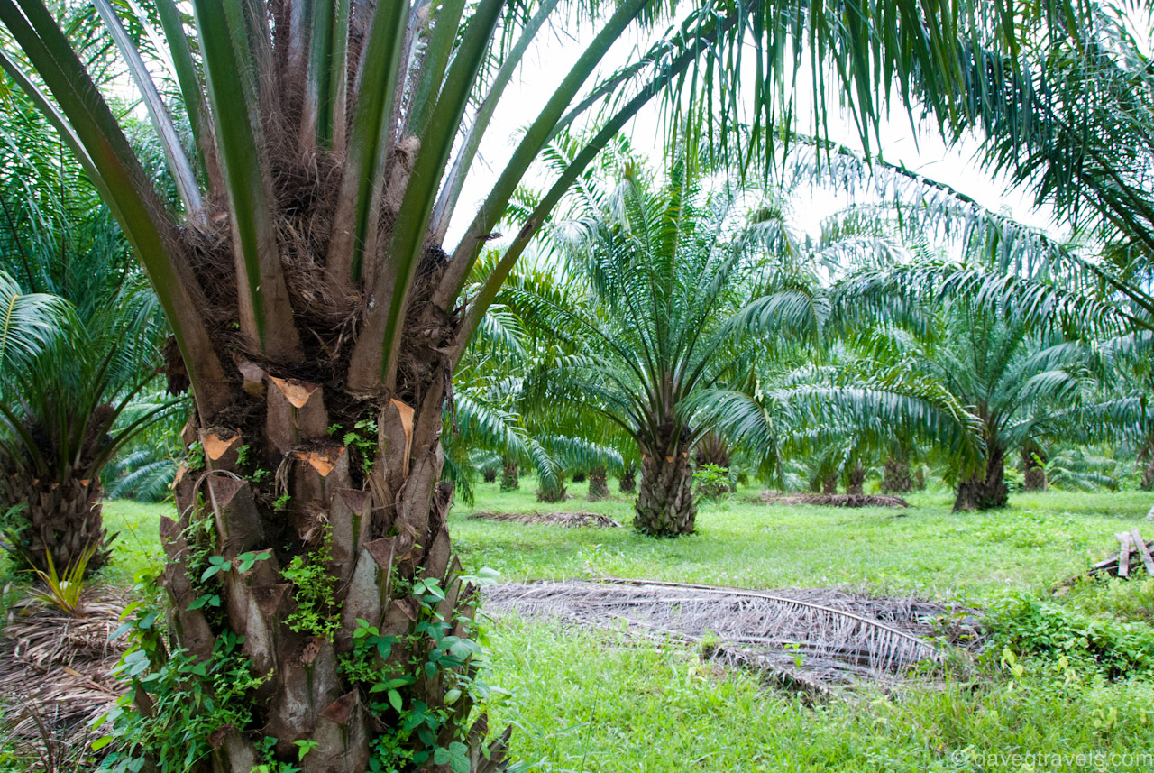 Diduga merambah lahan diluar HGU, PT Adei Plantation terancam pidana