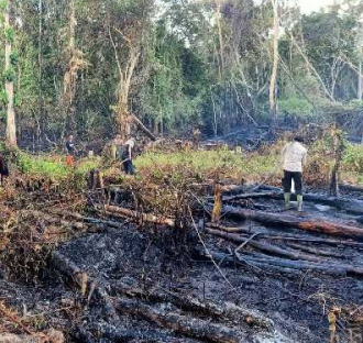 Polisi Tangkap 5 Pelaku Pembakar Hutan dan Lahan 18 Hektare di Riau