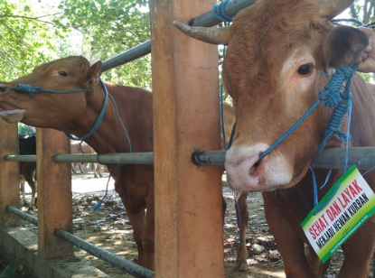 Permintaan Hewan Kurban di Riau Meningkat Tahun ini