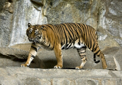 BBKSDA Riau Minta Masyarakat Inhil Jangan Tebang Hutan yang Jadi Habitat Harimau 