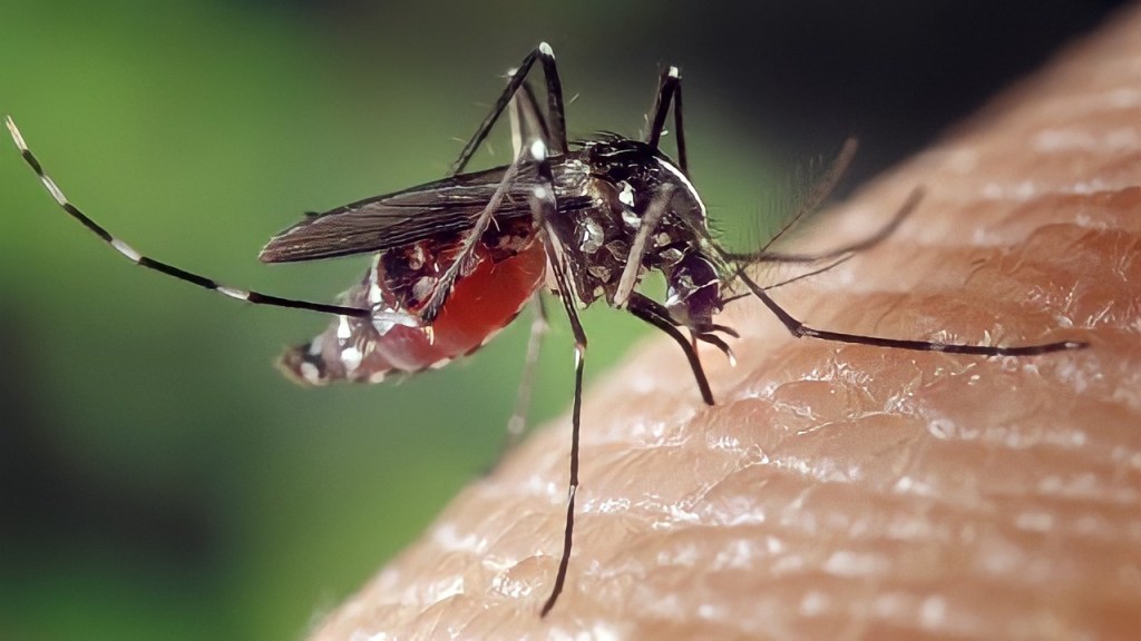 Bahaya! Kasus DBD di Riau Meningkat Hingga 75 Persen 