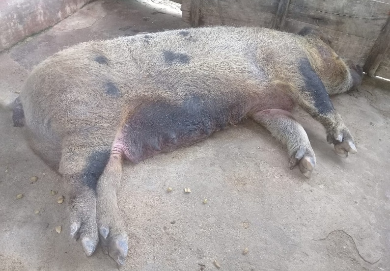 Ratusan Babi di NTT Mati Secara Misterius