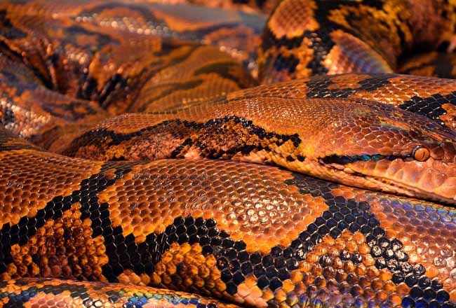 Ular Piton Kekenyangan Dievakuasi BBKSDA Riau dari Kebun Warga di Desa Api-api
