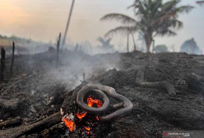 Lahan Gambut di Pekanbaru Terbakar hingga ke Kebun Nanas, Ular Ikut Terpanggang