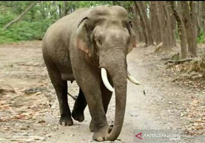 Akibat Karhutla di TNTN Dua Kelompok Gajah Sumatera Liar Masuk Kebun Warga