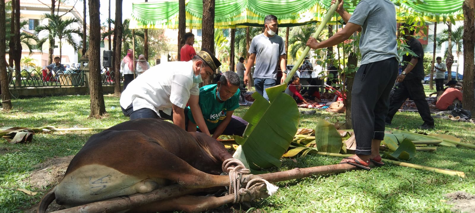 Masjid Daarul Abrar Kompleks Kantor DPRD Riau Sembelih 20 Ekor Sapi Qurban