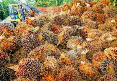 Pekan Depan, Harga TBS Sawit di Riau Kembali Turun