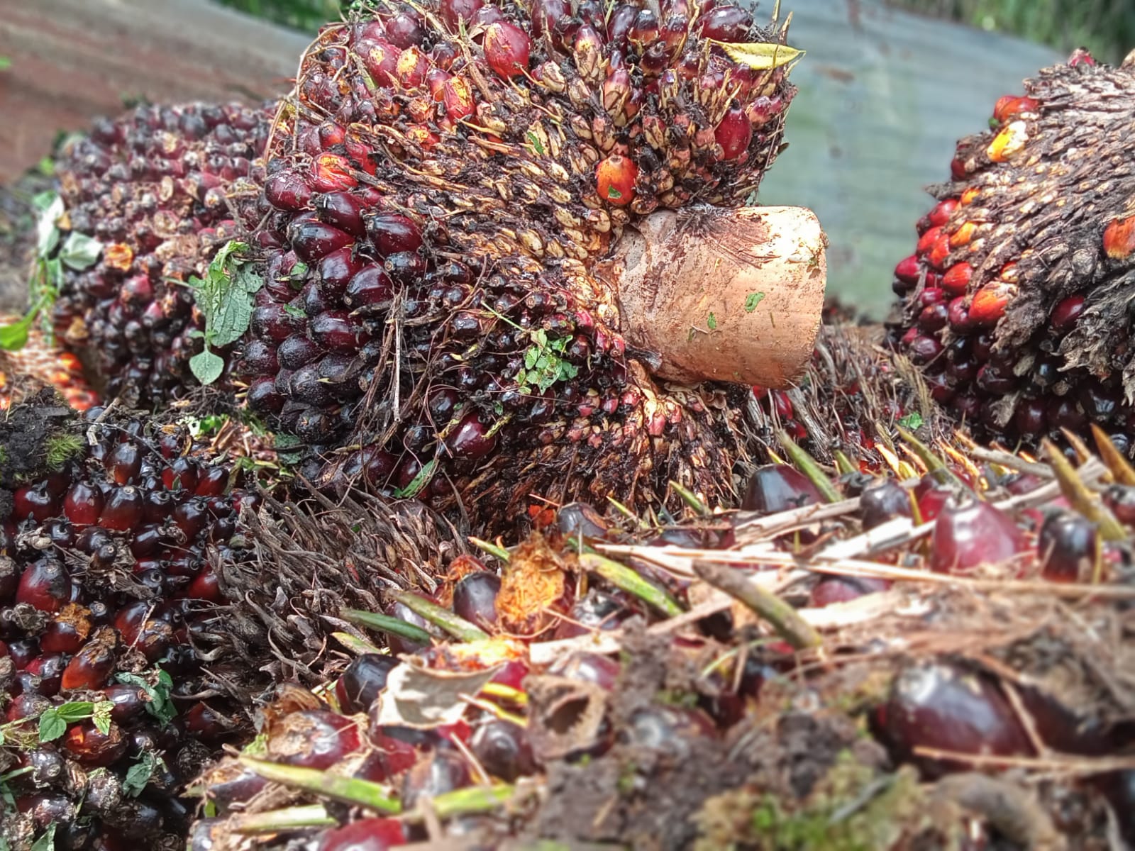 Turun Tipis, Harga Kelapa Sawit di Riau Rp Rp 3.830,68 Per Kilogram
