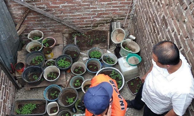 Polisi Tangkap 2 Pria Pemilik Kebun Ganja di Bandung