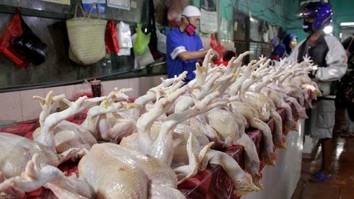 Harga Ayam Anjlok Jadi Rp 7.000 per Kg, Peternak Demo ke Kementan dan Istana