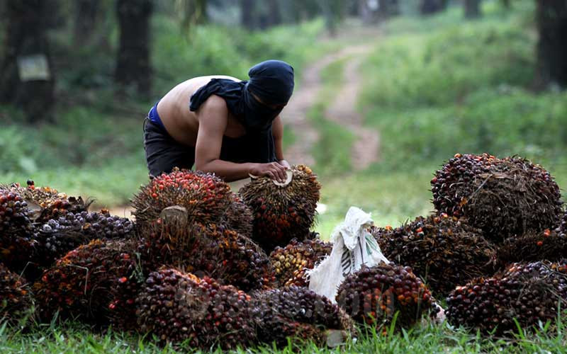 India Pangkas Bea Masuk, Harga TBS di Riau Naik 