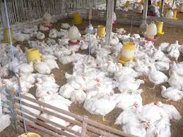 Harga Daging Ayam Terus Meroket