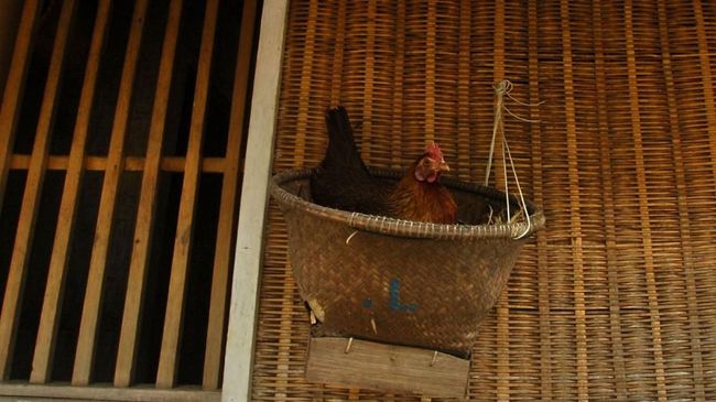 Moeldoko Usul 1 Keluarga Pelihara Ayam untuk Atasi Stunting