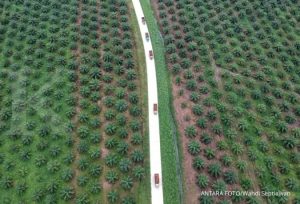 Dugaan Korupsi, Agraria-SETARA Laporkan Sejumlah Pejabat PTPN V ke KPK