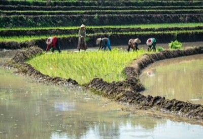 Juni 2019, Daya Beli Petani Alami Penurunan