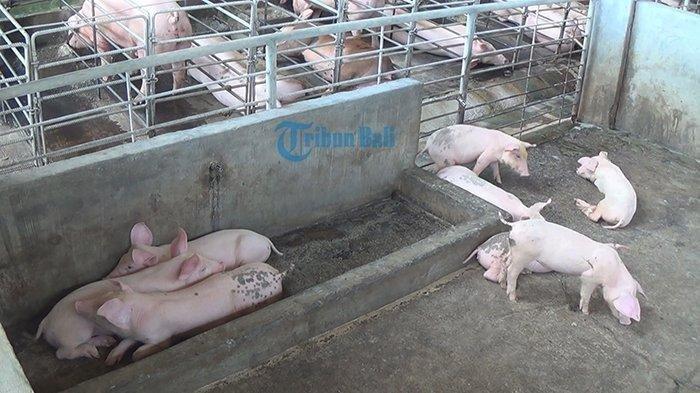 Ribuan Babi Mati di Bali
