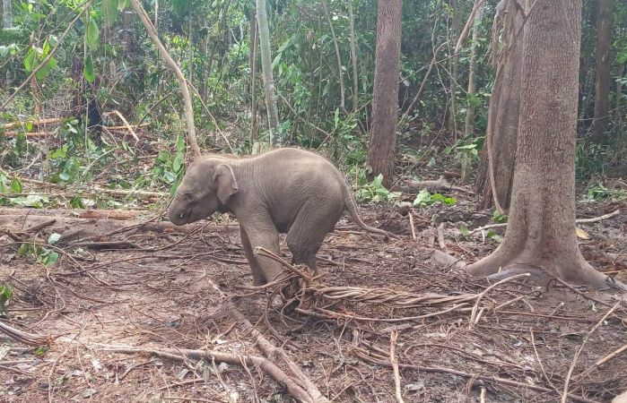 Bayi gajah sumatera mati di PLG Riau